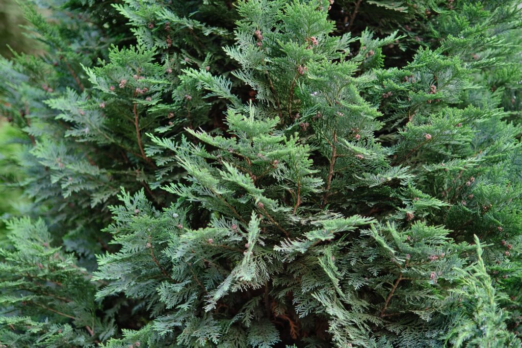 Top Evergreen Trees for Georgia Landscapes: Add Year-Round Beauty to Your Yard