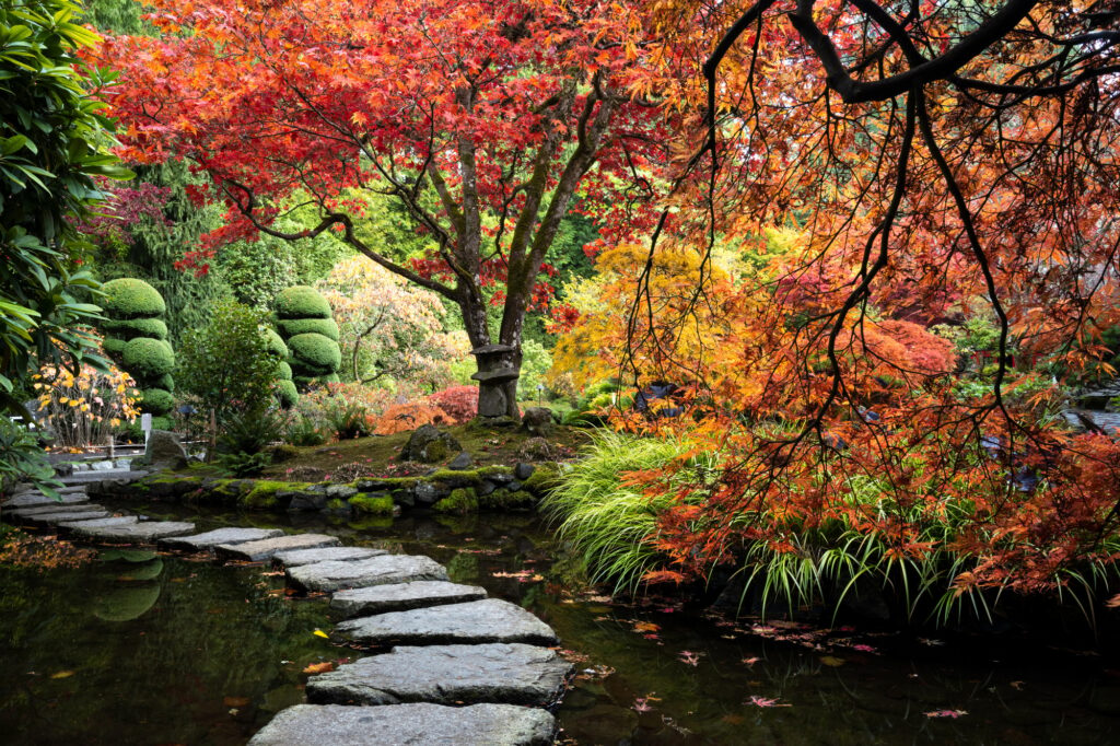 Designing a Lush Garden with Japanese Maples and Privacy Shrubs in GA